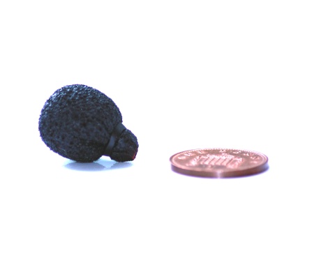 105526 neoprene coated mini lavalier foam